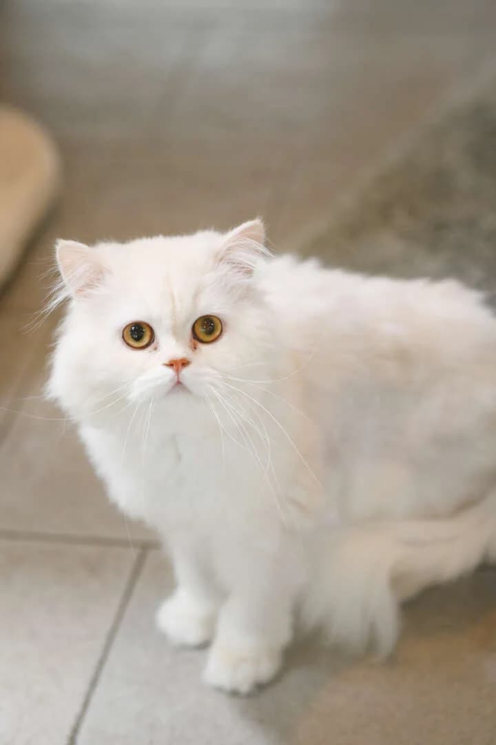 Ernest, male Persian for adoption at Tierheim Berlin Falkenberg, Berlin