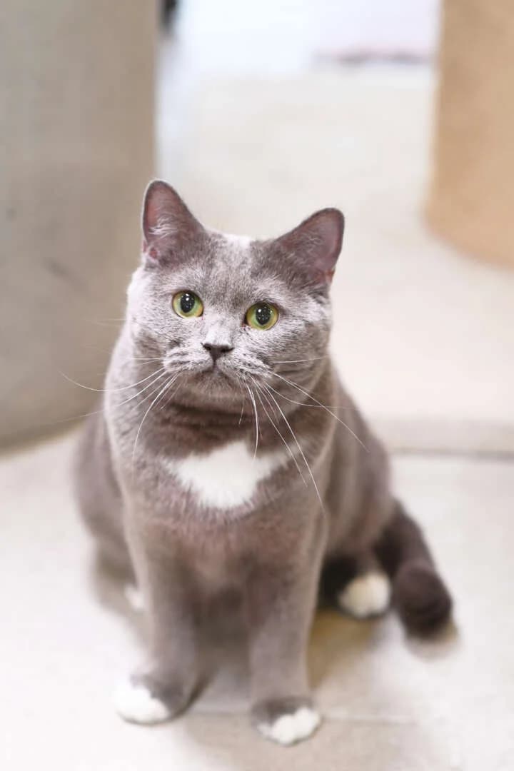 Raja, female British Shorthair for adoption at Tierheim Berlin Falkenberg, Berlin