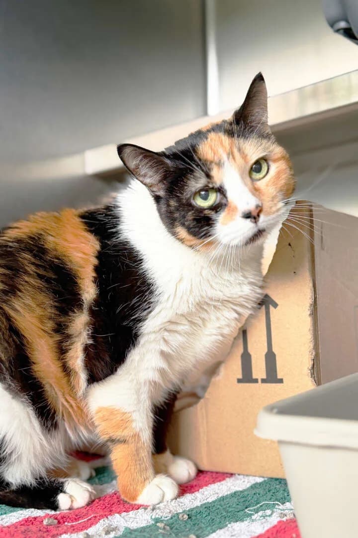 Bakita, female senior European Shorthair for adoption at Tierheim Berlin Falkenberg, Berlin