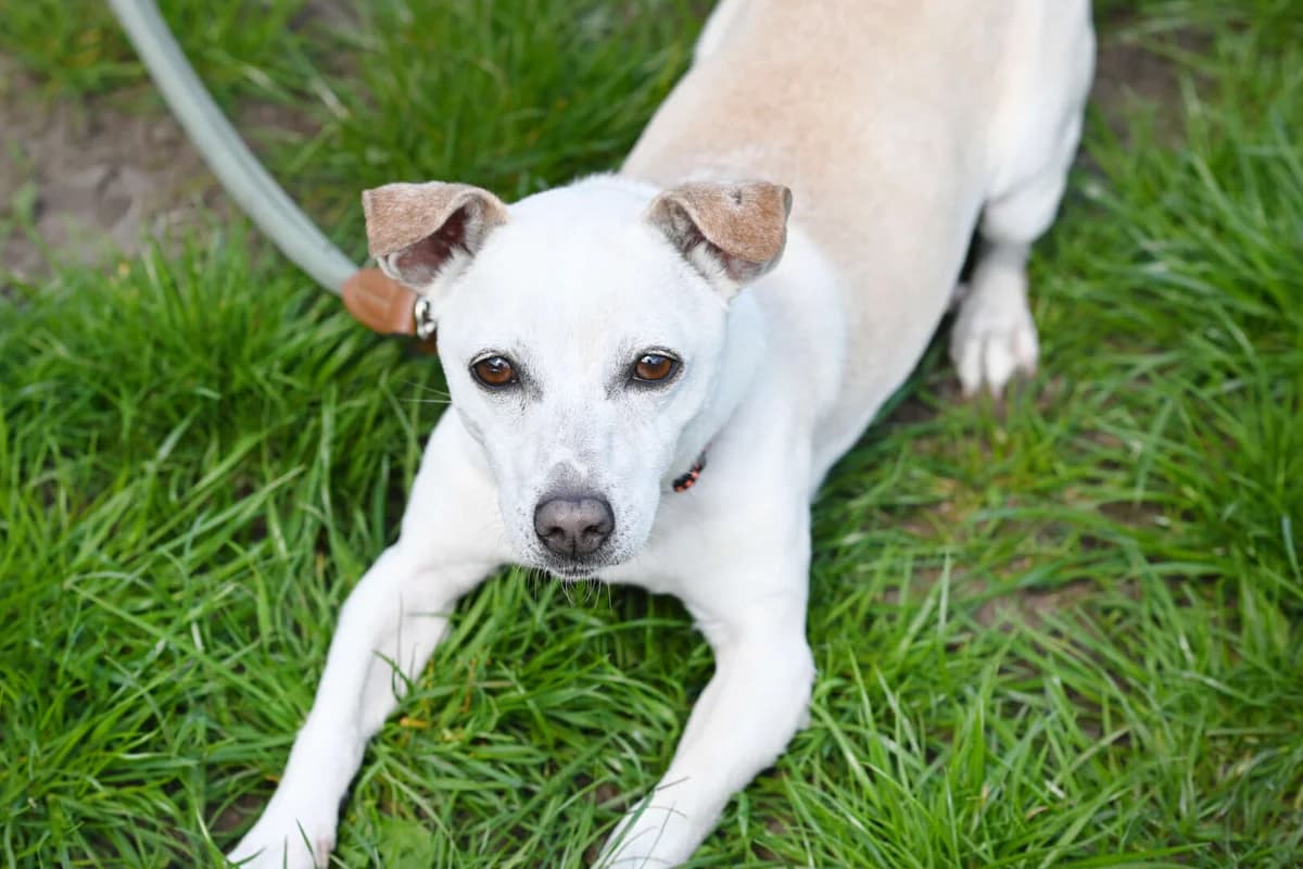 Nemo, male Jack Russell Terrier for adoption at Tierheim Berlin Falkenberg, Berlin