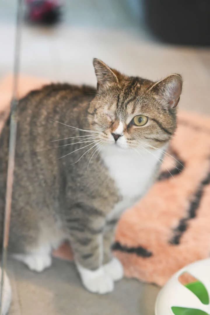 Zucker, female European Shorthair for adoption at Tierheim Berlin Falkenberg, Berlin