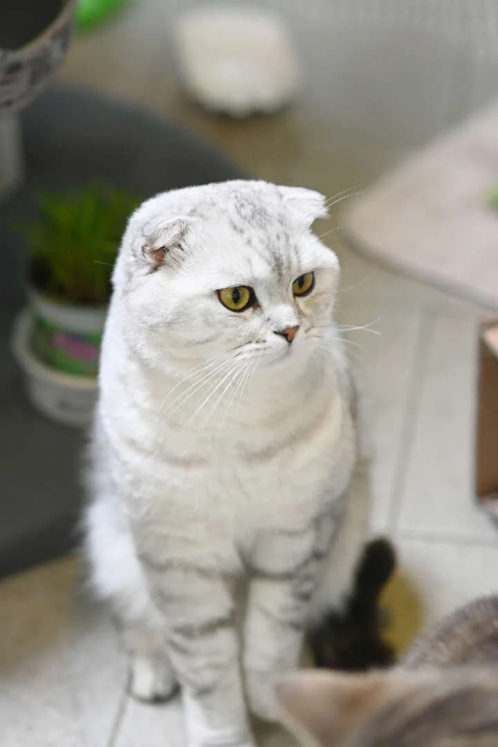 Olli, male Scottish Fold for adoption at Tierheim Berlin Falkenberg, Berlin