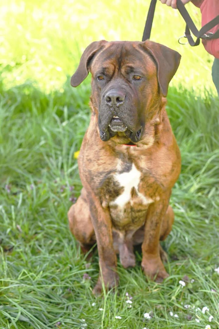 Butch, male Cane Corso for adoption at Tierheim Berlin Falkenberg, Berlin