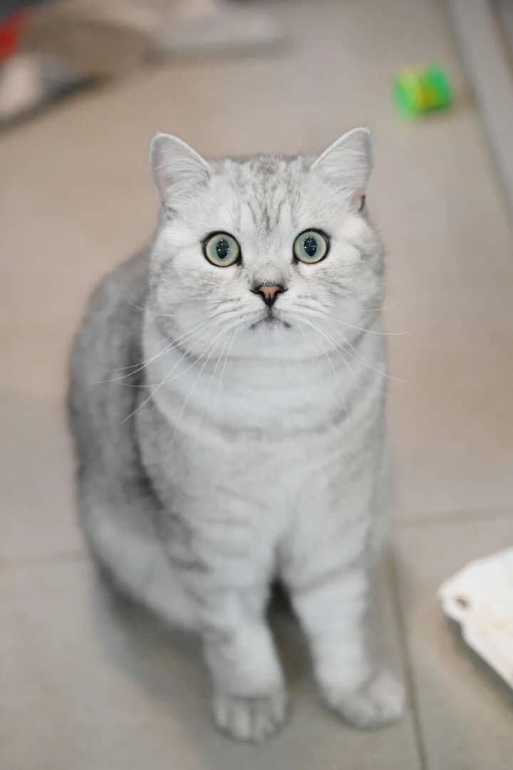 Bulli, male young British Shorthair for adoption at Tierheim Berlin Falkenberg, Berlin