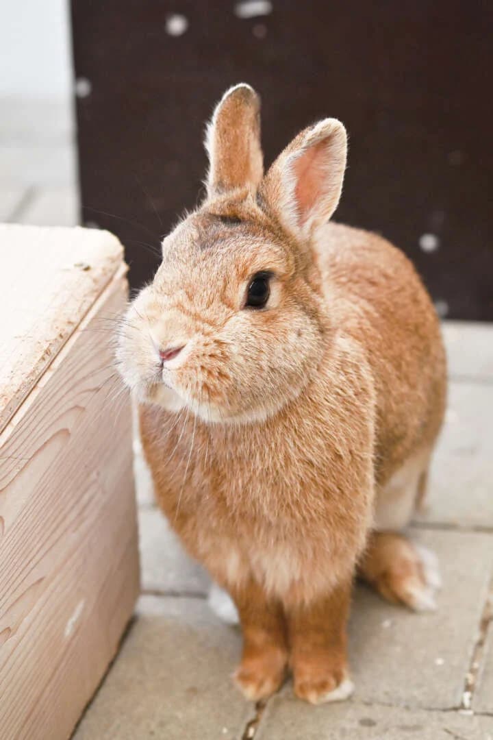 Brownie & Schoko, schoko mixed breed for adoption at Tierheim Berlin Falkenberg, Berlin