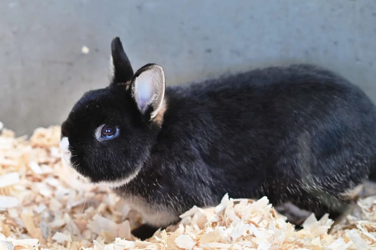 Egon, male mixed breed for adoption at Tierheim Berlin Falkenberg, Berlin