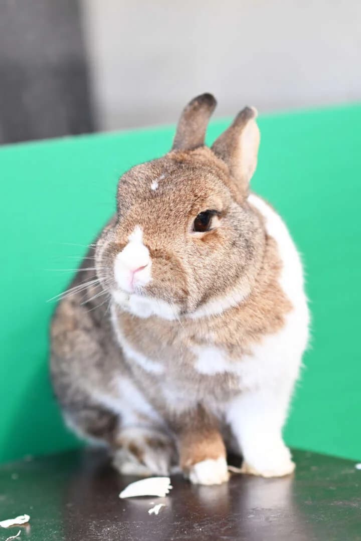 Erna, female mixed breed for adoption at Tierheim Berlin Falkenberg, Berlin