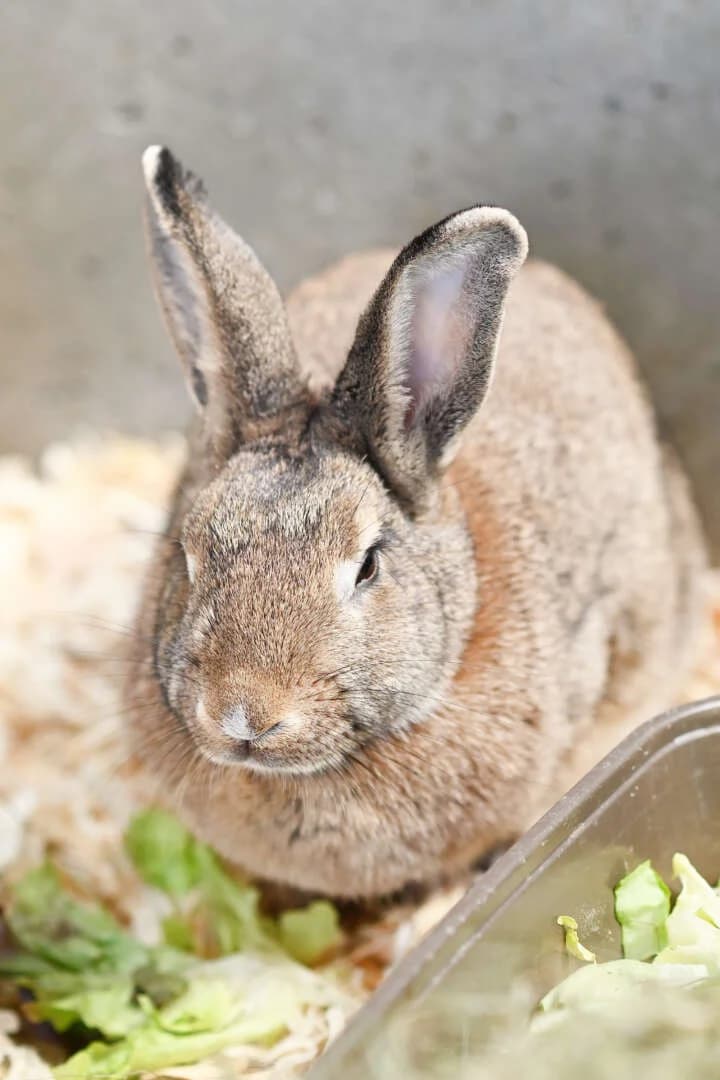 Mia, female mixed breed for adoption at Tierheim Berlin Falkenberg, Berlin