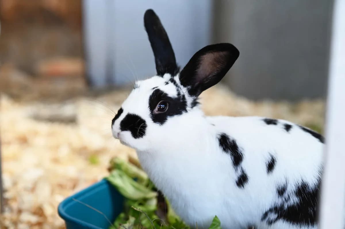 FlΓΆckchen, female mixed breed for adoption at Tierheim Berlin Falkenberg, Berlin