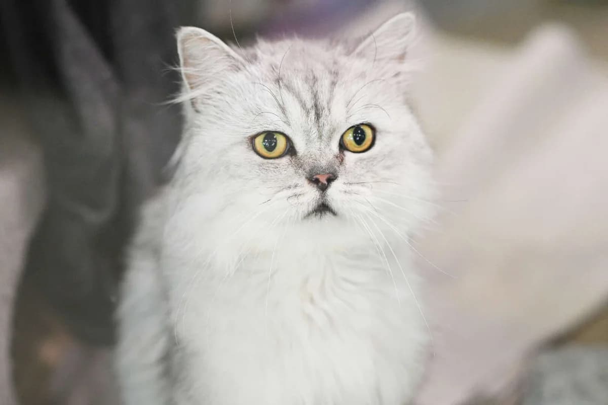 Ali, male Persian for adoption at Tierheim Berlin Falkenberg, Berlin