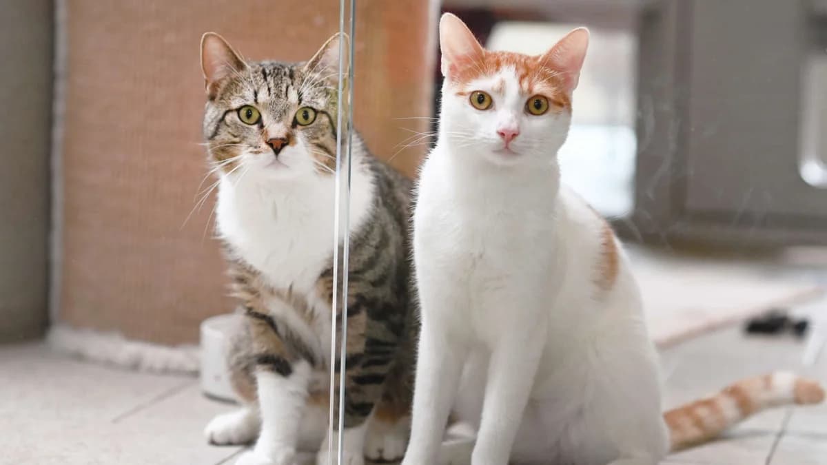 Zephir & Poldy, rot male European Shorthair for adoption at Tierheim Berlin Falkenberg, Berlin