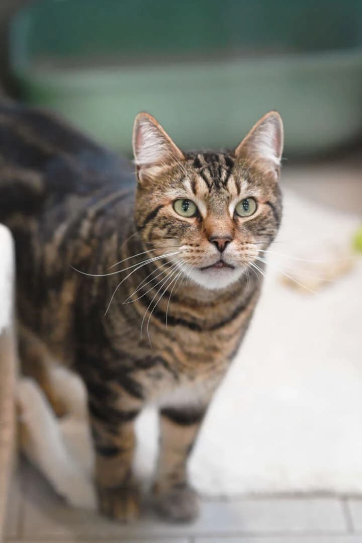 Fili, male senior European Shorthair for adoption at Tierheim Berlin Falkenberg, Berlin