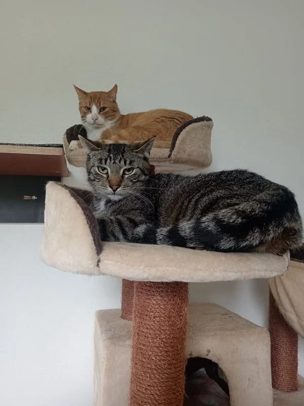 Basti und Juno, Mixed Breed for adoption at Tierheim Bernburg, Bernburg