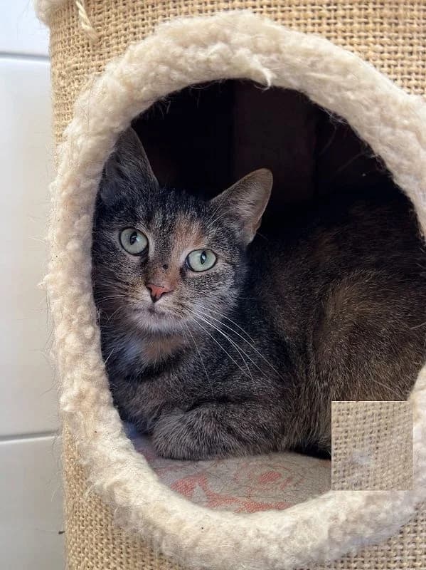 Elfie, Mixed Breed for adoption at Tierheim Bernburg, Bernburg