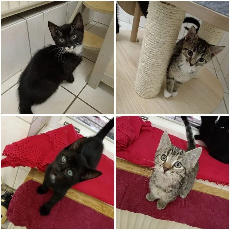 Emmi,Knuth,Leo,Hugo, Mixed Breed for adoption at Tierheim Bernburg, Bernburg