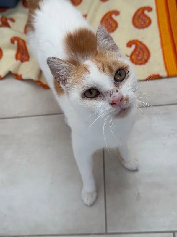 Lui, Mixed Breed for adoption at Tierheim Bernburg, Bernburg