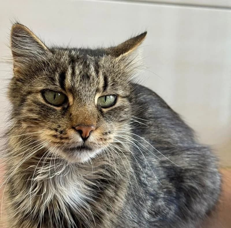 Raya, Mixed Breed for adoption at Tierheim Bernburg, Bernburg