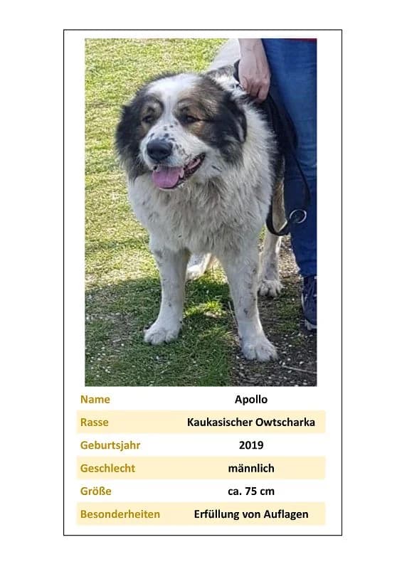 Apollo, Mixed Breed for adoption at Tierheim Bernburg, Bernburg