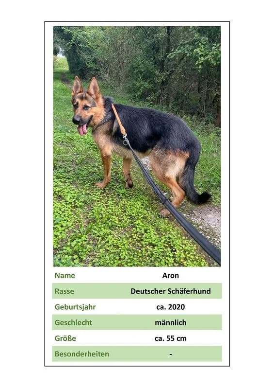 Aron, Mixed Breed for adoption at Tierheim Bernburg, Bernburg