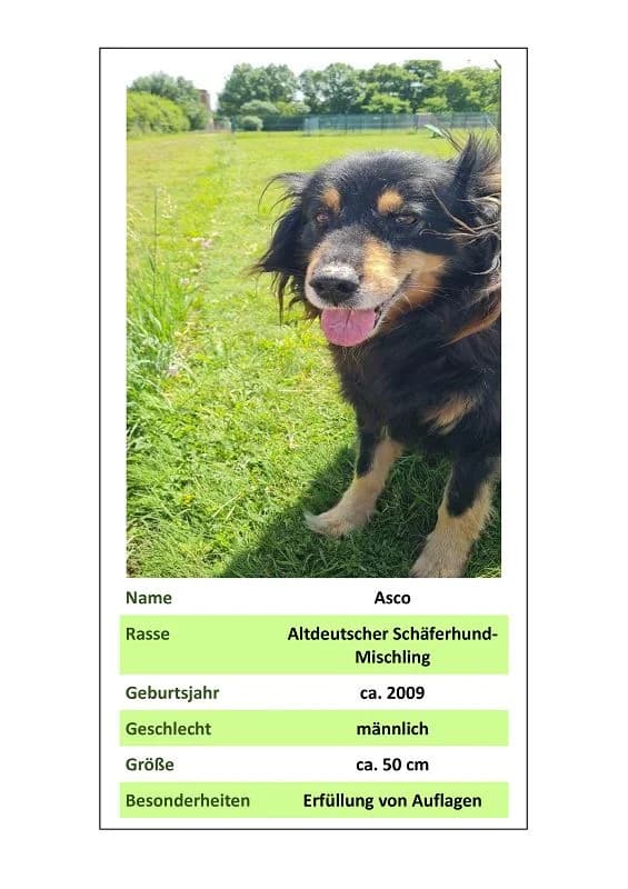 Asko, Mixed Breed for adoption at Tierheim Bernburg, Bernburg