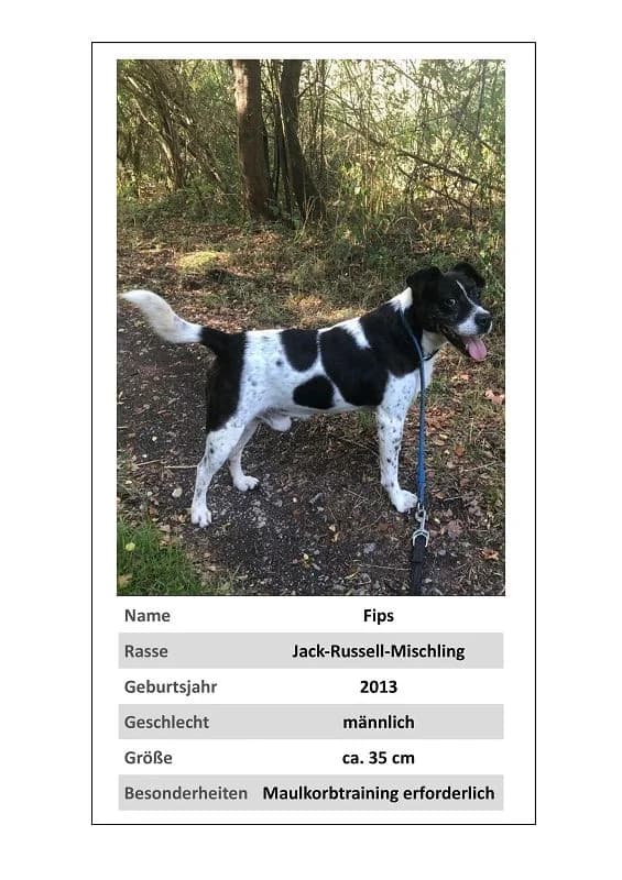Fips, Mixed Breed for adoption at Tierheim Bernburg, Bernburg