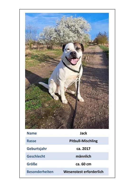 Jack, Mixed Breed for adoption at Tierheim Bernburg, Bernburg