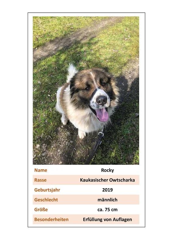 Rocky, Mixed Breed for adoption at Tierheim Bernburg, Bernburg