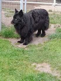 Mira, female German Shepherd for adoption at Tierheim Berndshof