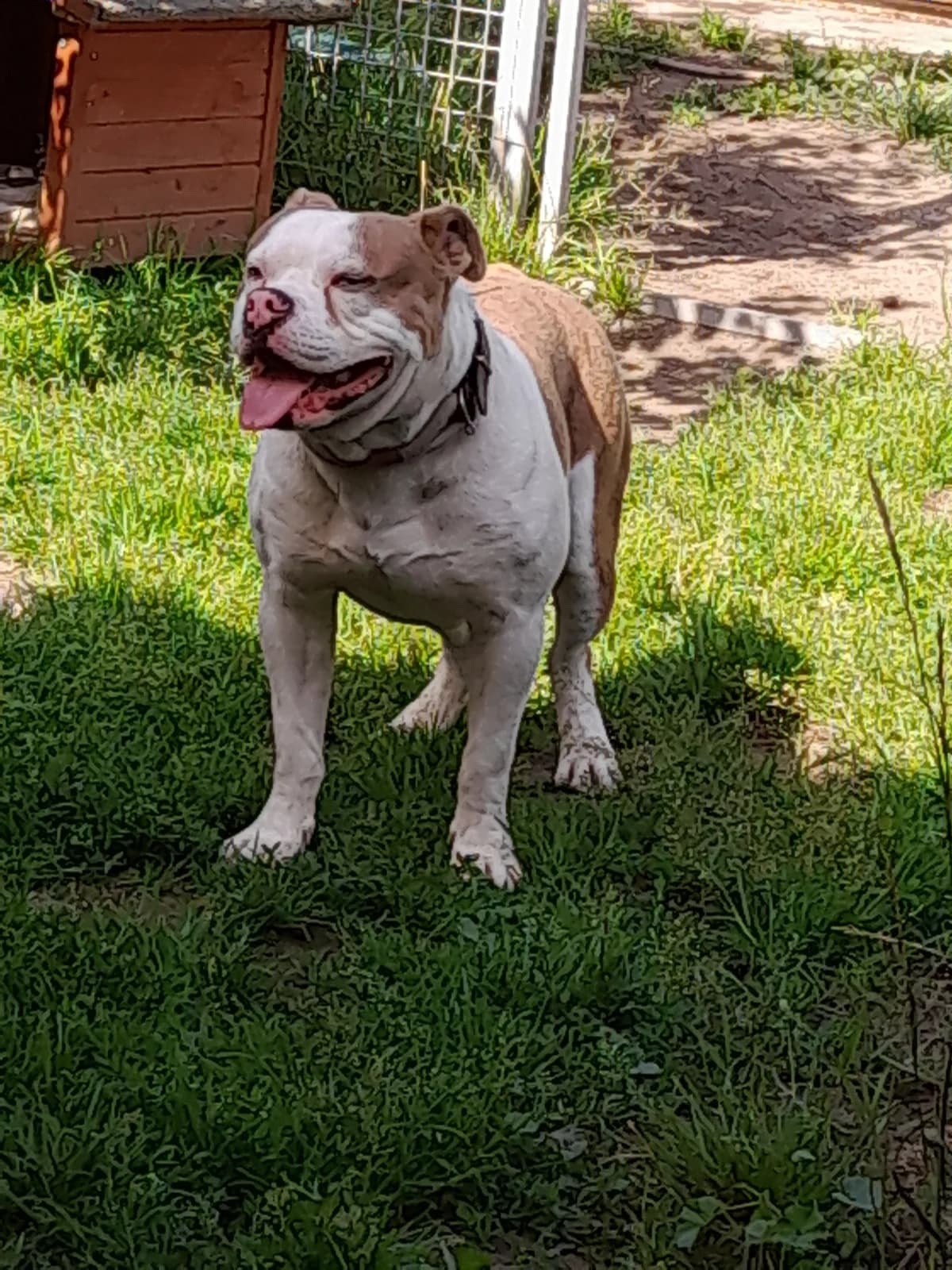 Frido, puppy English Bulldog for adoption at Tierheim Berndshof