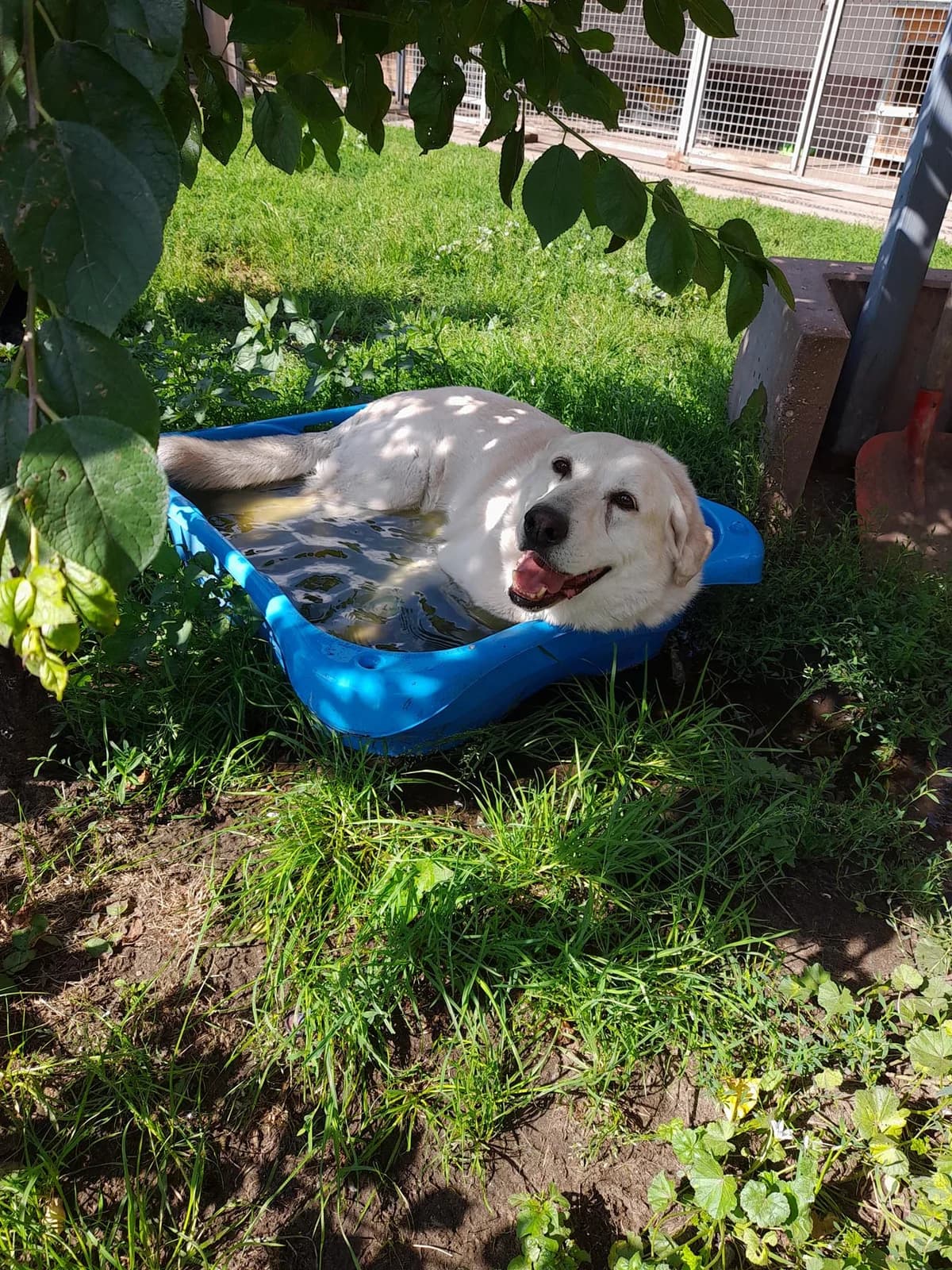 Spyki, senior Labrador Retriever for adoption at Tierheim Berndshof