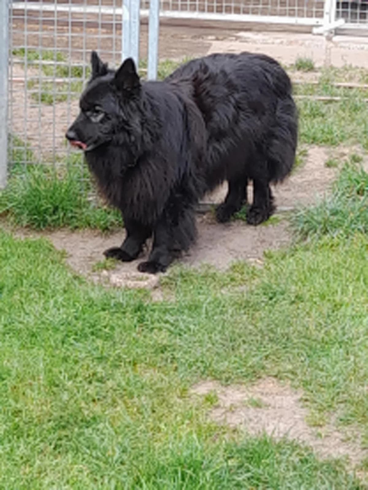 Mischka, male young Mixed Breed for adoption at Tierheim Berndshof