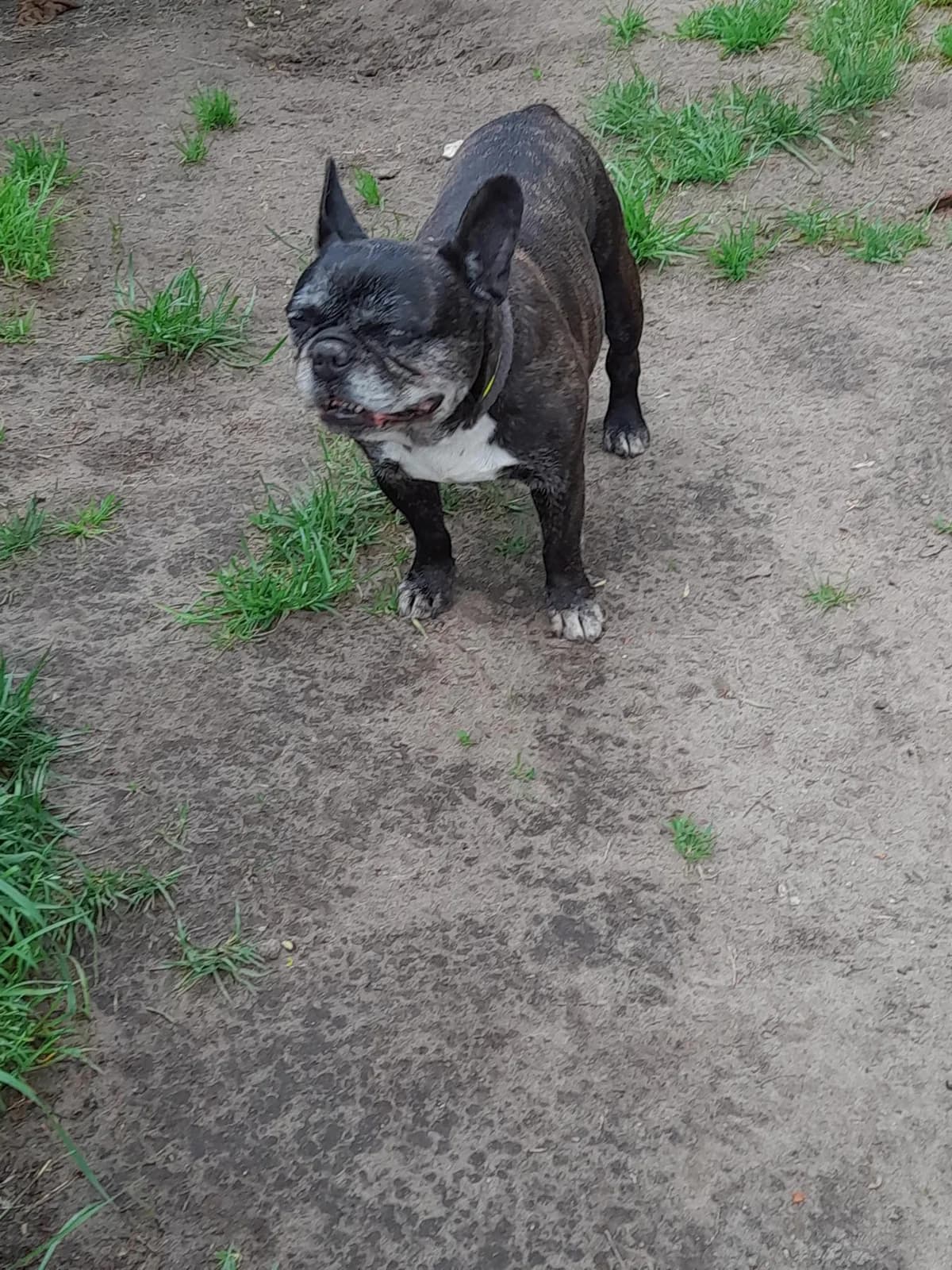 Dobby, senior English Bulldog for adoption at Tierheim Berndshof