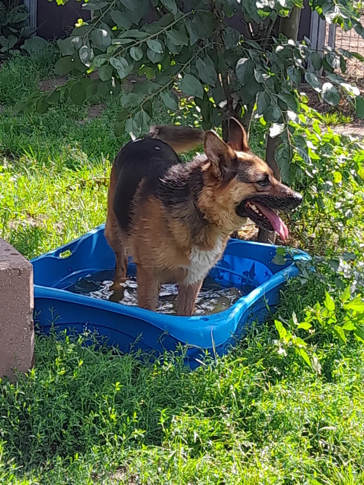 Toki, senior Mixed Breed for adoption at Tierheim Berndshof