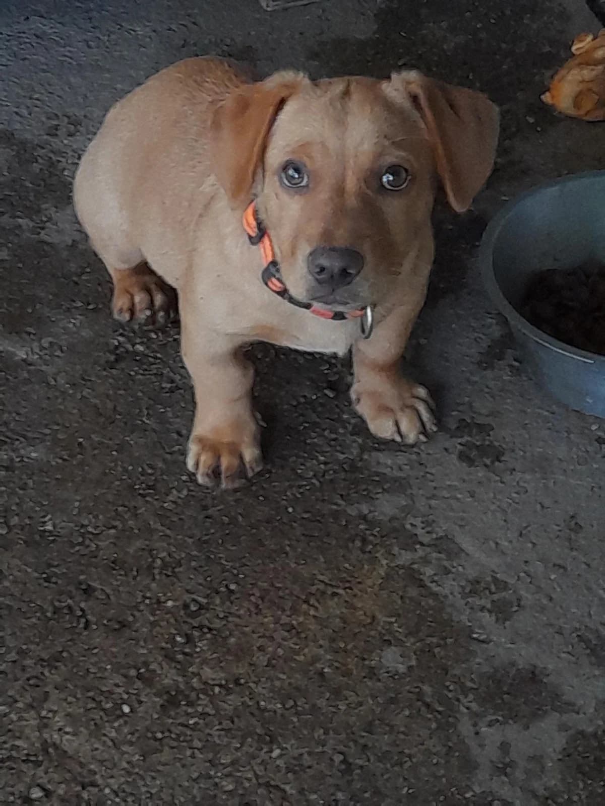 TOM, puppy Dachshund for adoption at Tierheim Berndshof