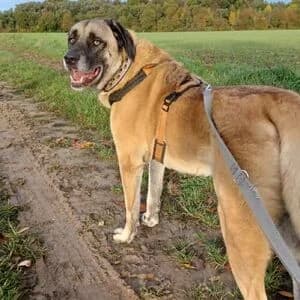 Malik, male senior Kangal for adoption at Tierheim Bettikum, Bettikum