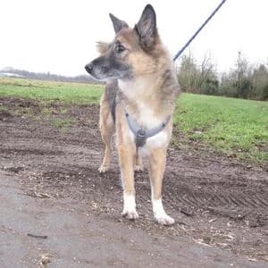 Maya, female senior Mixed Breed for adoption at Tierheim Bettikum, Bettikum