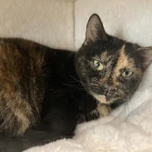 Coca, female 7yo mixed breed for adoption at Tierheim Bettikum, Bettikum