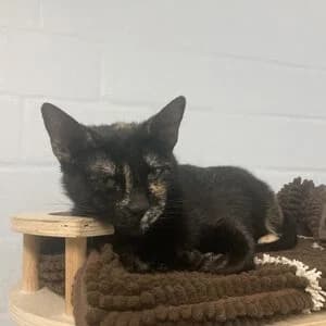 Luna, female 3yo mixed breed for adoption at Tierheim Bettikum, Bettikum