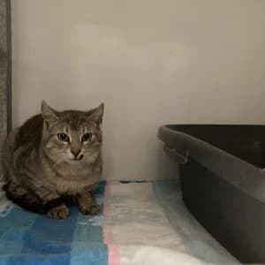 Flo, male 3yo mixed breed for adoption at Tierheim Bettikum, Bettikum
