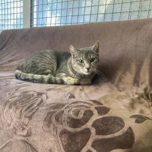 Flo, male 3yo mixed breed for adoption at Tierheim Bettikum, Bettikum