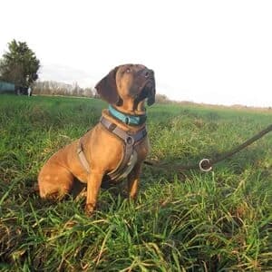 Sammy, male 5yo Rhodesian Ridgeback for adoption at Tierheim Bettikum, Bettikum