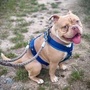 Brutus, male young English Bulldog for adoption at Tierheim Bettikum, Bettikum