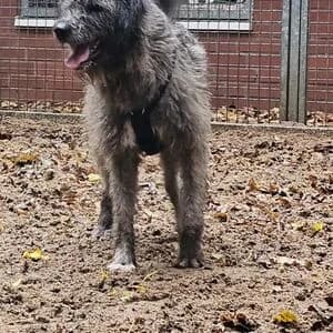 Esme, female 3yo Mixed Breed for adoption at Tierheim Bettikum, Bettikum
