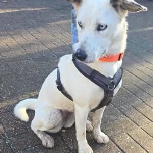 Iceblue, female young Mixed Breed for adoption at Tierheim Bettikum, Bettikum
