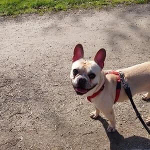 Veronika, female 3yo English Bulldog for adoption at Tierheim Bettikum, Bettikum