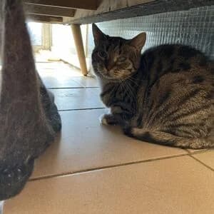 Renate, female senior mixed breed for adoption at Tierheim Bettikum, Bettikum