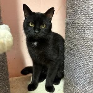 Hans, male 5yo mixed breed for adoption at Tierheim Bettikum, Bettikum