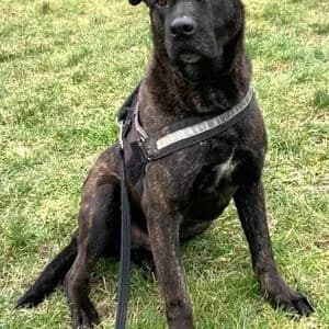 Sören, male 4yo Cane Corso for adoption at Tierheim Bettikum, Bettikum