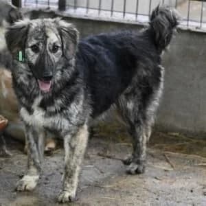 Lunaris, male 3yo Mixed Breed for adoption at Tierheim Bettikum, Bettikum