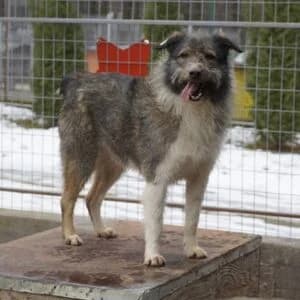 Simona, female 4yo Mixed Breed for adoption at Tierheim Bettikum, Bettikum